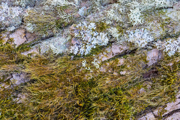 bark with moss of very old tree
