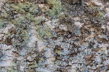 bark with moss of very old tree