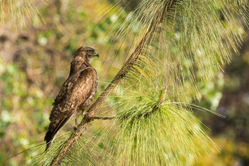 Hawk perches in a tree looking for prey