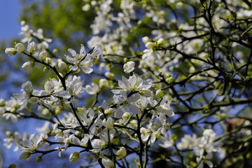 Obraz premium Flowering of trifoliate orange, poncirus trifoliata, citrus trifoliata in the spring garden