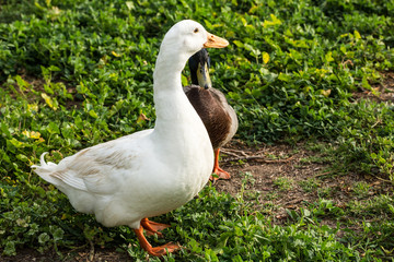 Naklejka na ściany i meble White goose and mallard duck standing together in a park