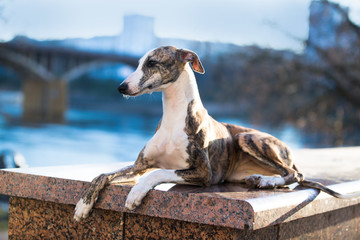 Whippet dog lying in front of against a cityscape background