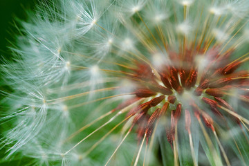 dandelion before blow out