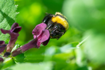 Macro photo, bumblebee on a purple flower