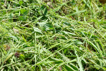 green grass just after cut