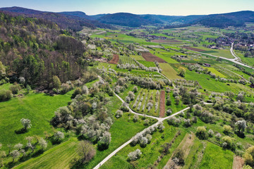 Fototapeta na wymiar In Pretzfeld - fränkische Schweiz: Blühende Kirschbäume im größten Kirschen-Anbaugebiet in Westeuropa