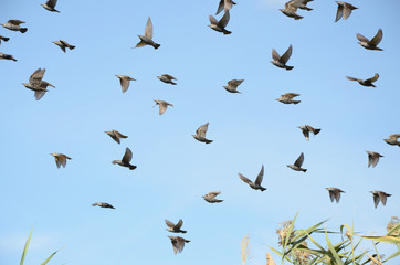 A flock of starlings in flight as a group against the sky preparing to roost