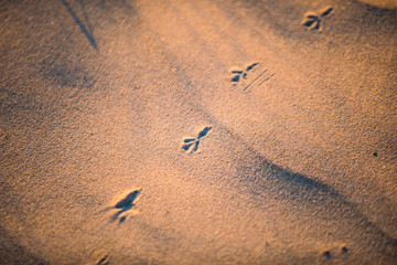bird foots on the sand