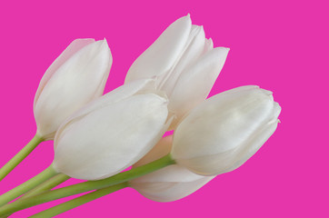 Bright white and yellow tulips and green stems on a pink background. Close-up