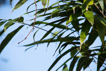 Green leaves of tree on blue background