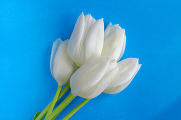 Bright white-yellow tulips and green stalks on a blue background. Close-up view