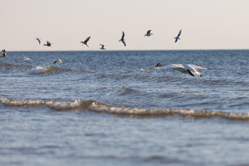 swan on the beach
