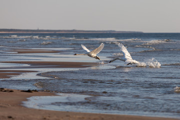 Swans fighting in the beach 