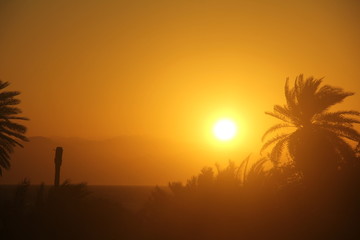 Sun over the sea and palm trees