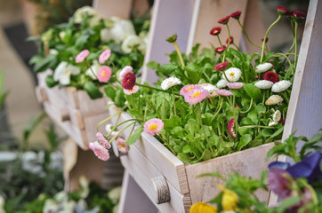 Flowers and plants sold in outdoor  flower shop. Close up. 