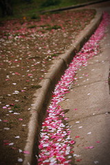 cherry blossoms petals