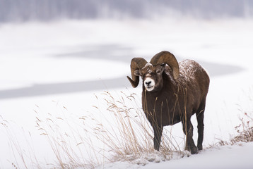 Bighorn ram in the snow