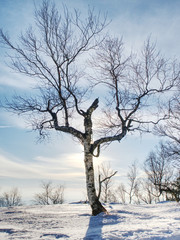 Fototapeta na wymiar Bent and broken tree in the snow in winter