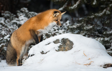 Red fox in the snow