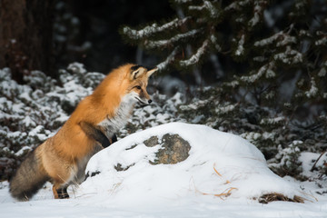Red fox in the snow