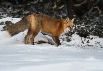 Red fox in the snow