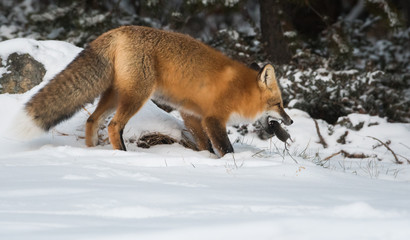 Red fox in the snow