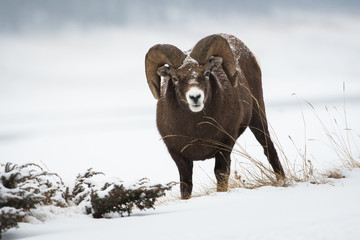 Naklejka premium Bighorn ram in the snow