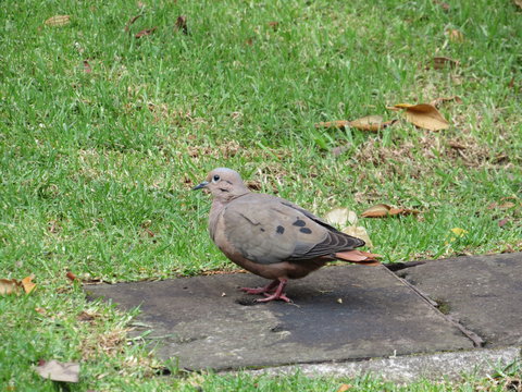tortola