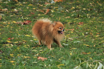 Smile of dog pomeranian spitz. Cute fluffy dog walking in autumn park with happy face . Fall walk of pomeranian dog in october sunny day.