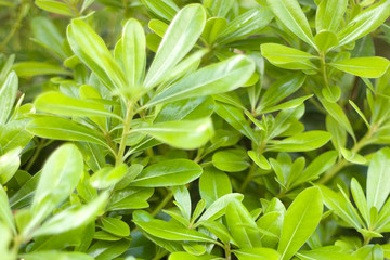 Fototapeta premium wooden table with green background