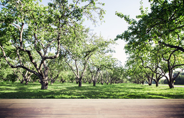 Obraz premium Park forest ecology background