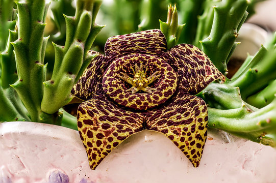 close up shot stapelia