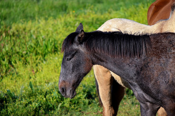Black horse grazing in freedom, photographed closely at dawn in a National Park locate in Spain