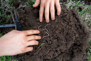 young man hold bunch of soil with earth worms b