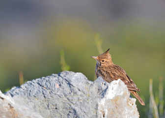 Crested Lark (Galerida cristata), Crete