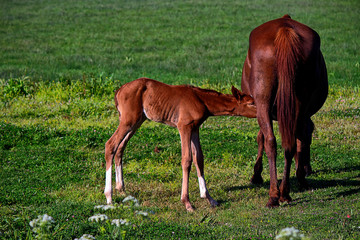 Fototapeta na wymiar Foal sucking the mare in the field in the marsh of El Rocío, Spain, Europe