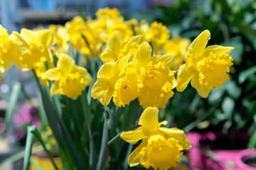 Obraz premium Yellow flowers outside in the sunlight
