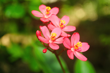 Fototapeta na wymiar flowers on a background