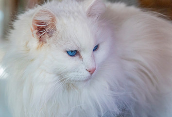 Fototapeta na wymiar Amazing blue eyed turkish van cat