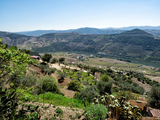Douro Valley, wineyard around the Douro River, Portugal