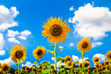 Sunflower field cover cloudy and blue sky