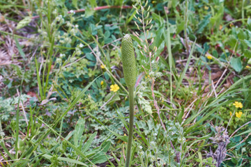 Texas Wildflower, Anemone berlandieri, Tenpetal Anemone, Tenpetal Thimbleweed, Windflower, Southern Anemone, Granny's Nightcap