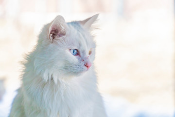 Amazing blue and yellow eyed turkish van cat