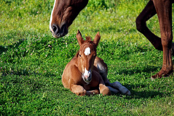Mare taking care of her foal in a pastureland, natural area located in Andalusia, Spain, Europe