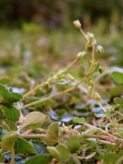 La natura e i colori di un bosco nel nord Italia.