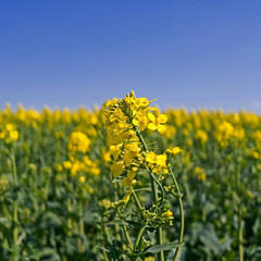 Obraz premium Plants / Ponitz / Germany: Rapeseed blossom in front of a blooming rapeseed field in rural Eastern Thuringia in April