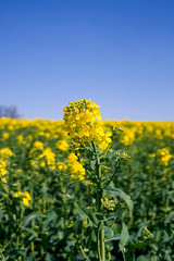 Plants / Ponitz / Germany: Rapeseed blossom in front of a blooming rapeseed field in rural Eastern Thuringia in April
