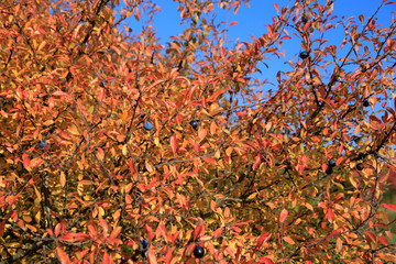 Blackthorn bush in autumn