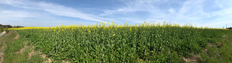 Obraz premium Rapsfeld im Sommer, Sachsen, Deutschland