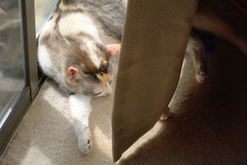 Indoor calico cat sleeping and sunbathing in warmth of sunlight behind curtain next to sliding glass doors